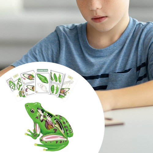 Frog dissection model gift - 4d,