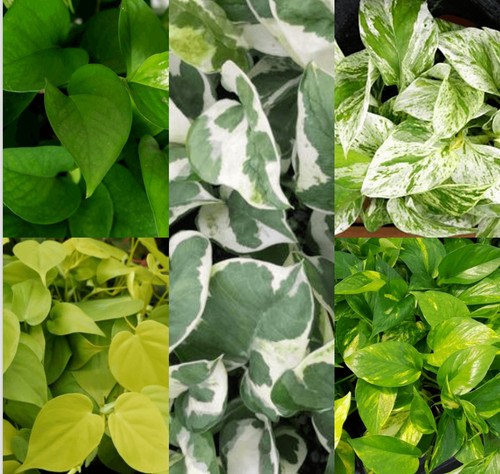 Cuttings 4type marble - 20, queen