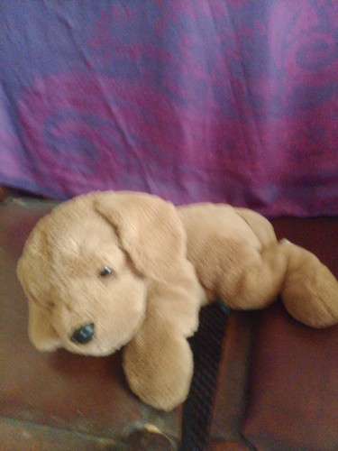 Loveable cuddly golden - cuddly,