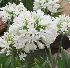 4 x Agapanthus White Superior