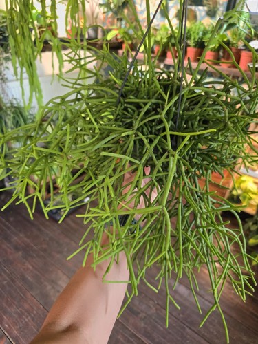 Large rhipsalis heteroclada - large, in