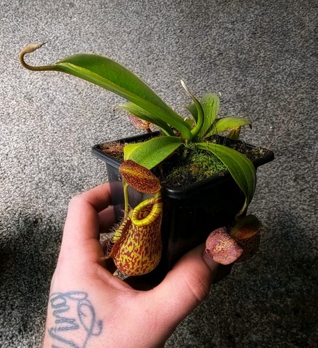 Nepenthes spatulata x - (n.spatulata,