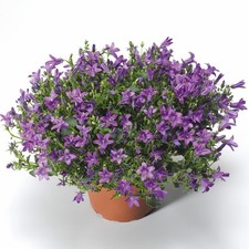 Campanula portenschlagiana
