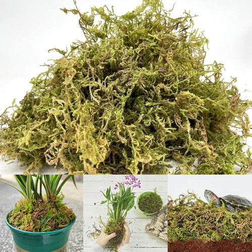 Natural sphagnum moss - natural, moss,