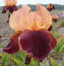 Iris German Germanica