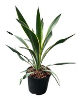 Yucca 3ltr Pot Plant. Garden