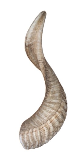 Large curved rams horn - 11"curved,