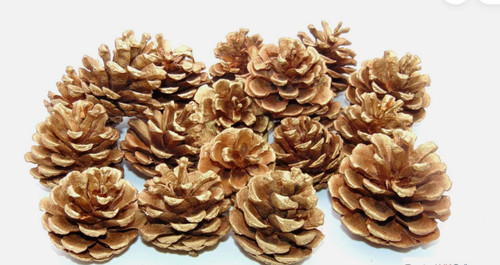Pine cones ideal for crafting - pine,