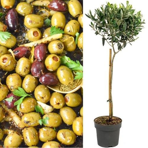Olive tree extra - tree, large