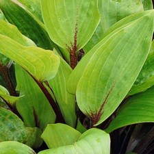 Hosta PURPLE HEART in a 1.5