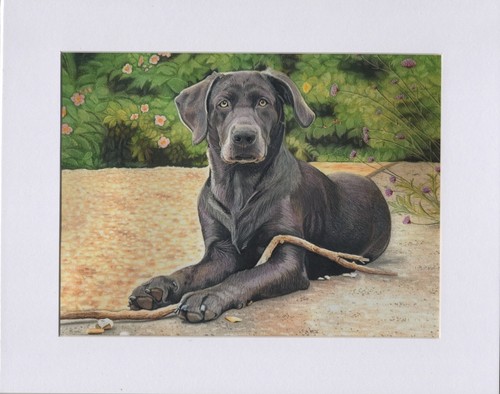 Hand drawn pet portrait - hand,