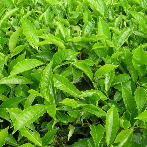 Camellia tea plant - tea,