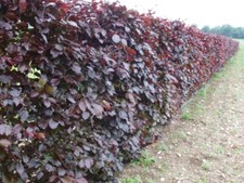 10 Purple Copper Beech 40-60cm Hedging Bareroot Fagus S. Atropunicea Plants A+