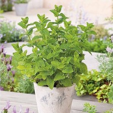 6 x Organic Green Mint