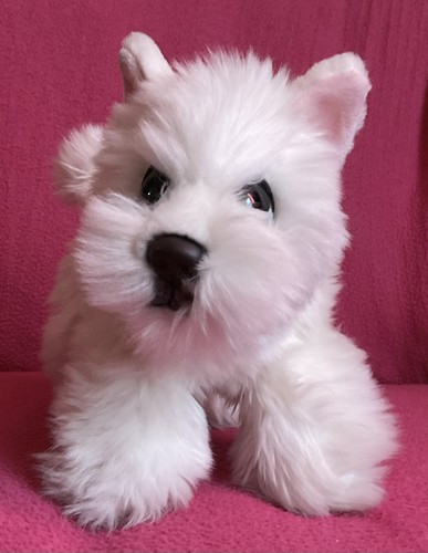 Keel cuddle puppies west - cuddle,