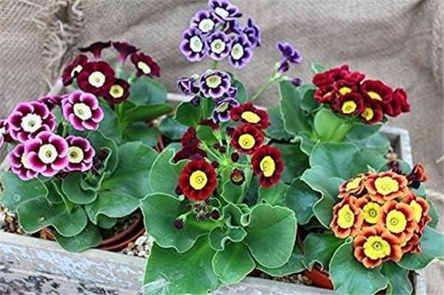 Primula auricula mixed - primula,