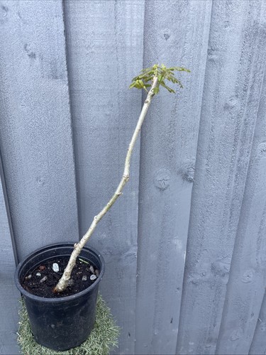 English oak tree - oak,