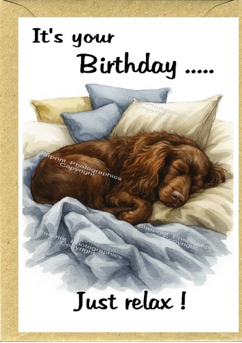 Cocker spaniel dog - cocker,