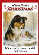 Shetland Sheepdog / Sheltie