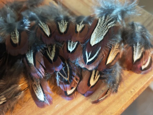 100 mixed pheasant neck cock - 100,