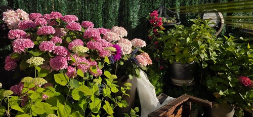 Potted flowering hydrangea - flowering,