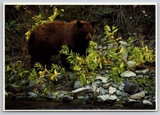 Postcard Cinnamon or Brown