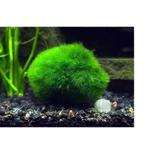 Unique giant marimo moss - unique,