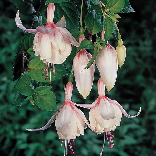 Fuchsia happy wedding day - fuchsia,