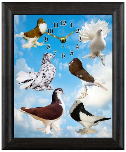 Fancy pigeon gift - fancy,