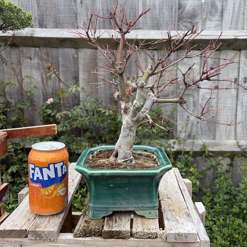 Deshojo maple shohin bonsai - deshojo,