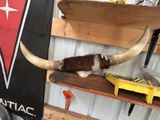 Steer Horns Vintage western decor Boss Hogg Cadillac !