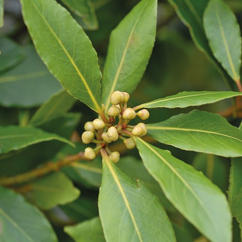 Hardy evergreen bay tree - hardy,