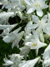 4 small agapanthus africanus