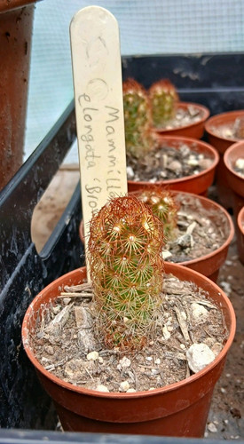 Mammillaria elongata brown - mammillaria,