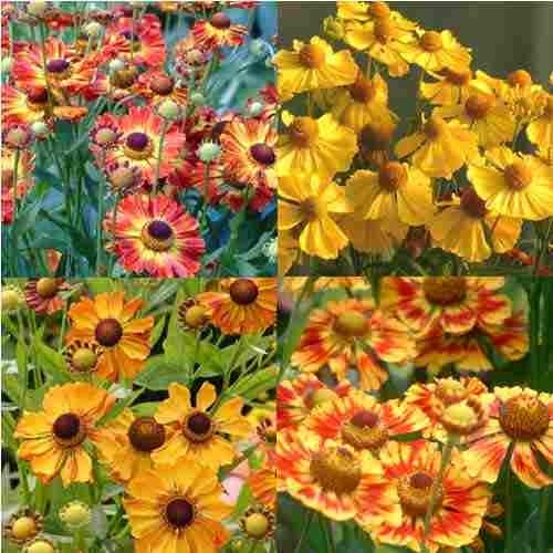 Helenium autumanl helena - helenium,