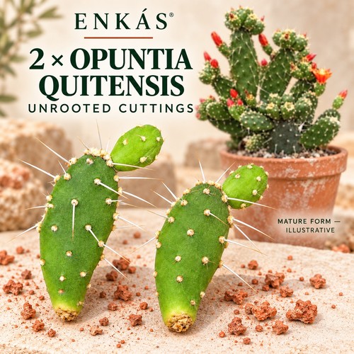 Opuntia quitensis unrooted - quitensis,