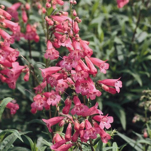 Penstemon hewell pink x - 3,