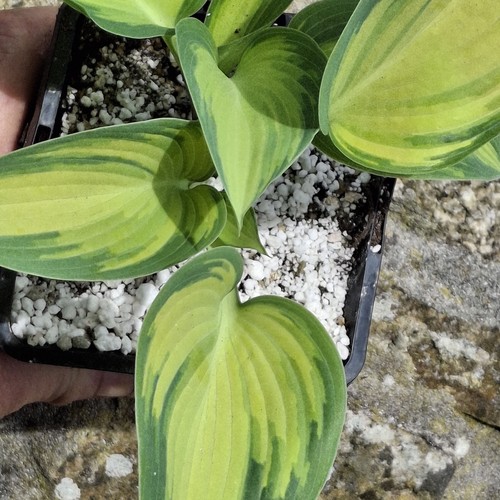 Hosta variety called june - called, 'june'