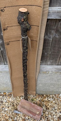 Blackthorn walking stick - stick, shank