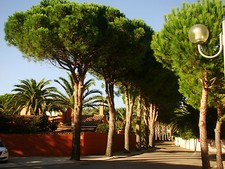 Umbrella Pine, PINUS PINEA, evergreen conifer tree, edible seeds 15-20 cm