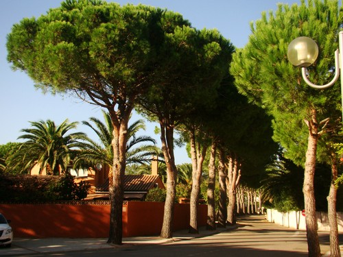 Umbrella pine pinus pinea - umbrella,