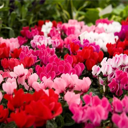 Cyclamen plant mix uk hardy - -,