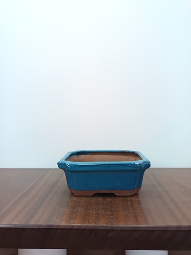 Used traditional bonsai - bonsai, pots