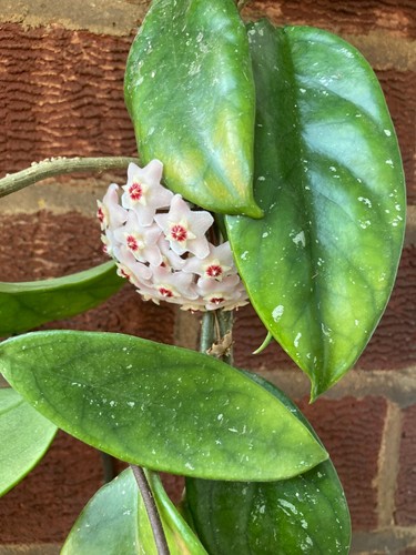 Hoya carnosa indoor mature - hoya,
