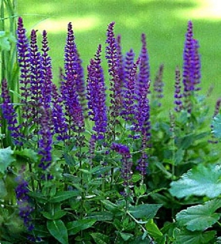 Salvia nemorosa ostfriesland - salvia, 'ostfriesland'