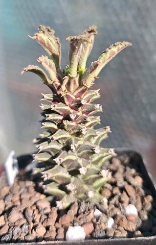 Euphorbia monadenium schubei - euphorbia,