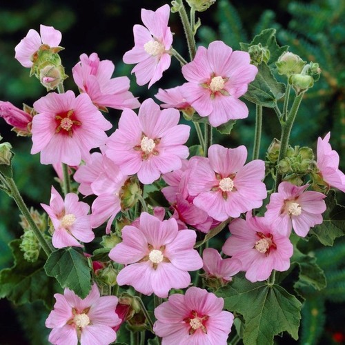 Lavatera rosea tree - 2, 'rosea'