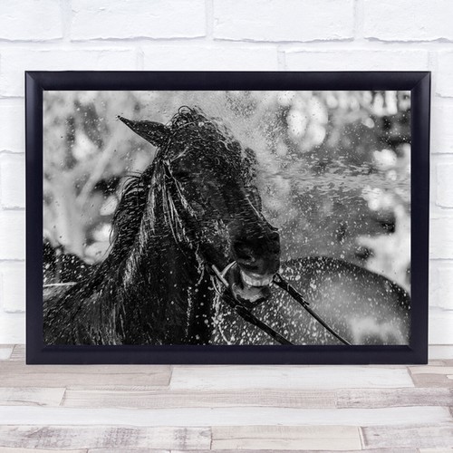 Splash horse horses animal w - horses, b&w