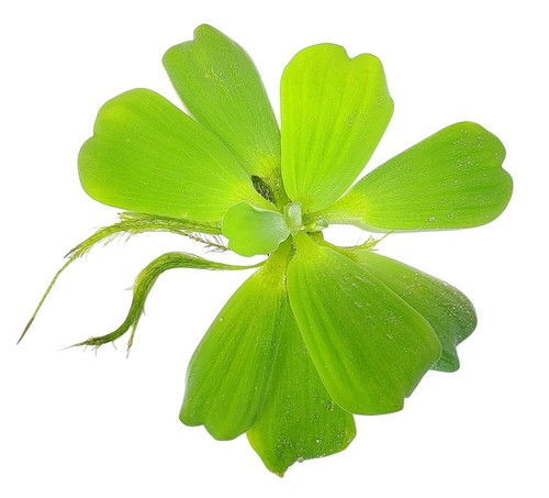 Water lettuce live - 6,