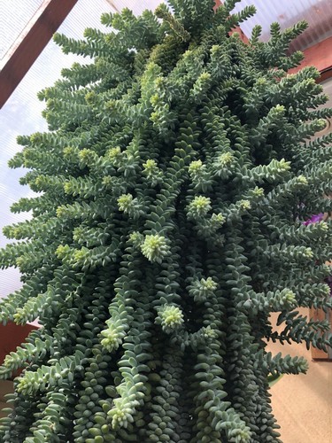 Pack sedum morganianum - pack,